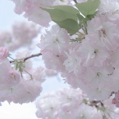 兽设自然元素结合Furry群